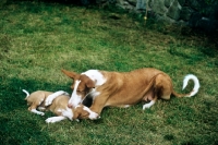 Picture of champion ibizan hound controlling her puppy