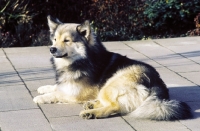 Picture of Champion Iceland Dog, Ch. Afram v Hartenberg
