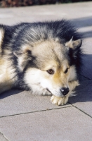 Picture of Champion Iceland dog lying down