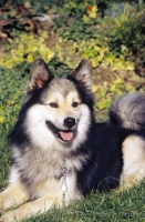 Picture of Champion Iceland dog lying on grass, Ch. Afram v Hartenberg