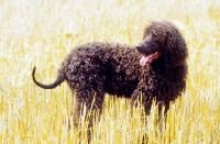 Picture of Champion Irish Water Spaniel, in field