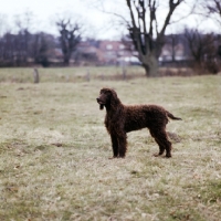 Picture of champion irish water spaniel in a field 