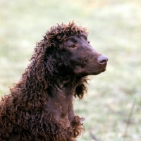 Picture of champion irish water spaniel portrait