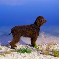 Picture of champion irish water spaniel standing by waters edge