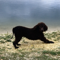 Picture of champion irish water spaniel stretching by water