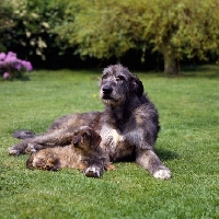 Picture of champion irish wolfhound and champion miniature wire haired dachshund