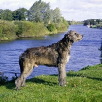 Picture of champion irish wolfhound from drakesleat