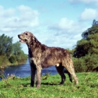 Picture of champion irish wolfhound from drakesleat