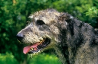 Picture of champion irish wolfhound portrait