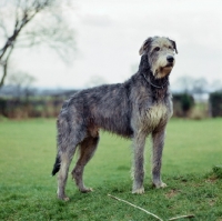 Picture of champion irish wolfhound standing proudly