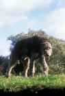 Picture of champion irish wolfhound walking towards camera, low angle shot