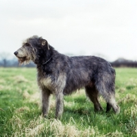 Picture of champion irish wolfhound