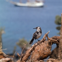 Picture of champion island mockingbird  on branch, galapagos islands