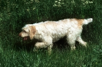 Picture of champion italian spinone walking