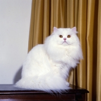 Picture of champion j. b. van cleef of silva-wyte, orange eyed white cat