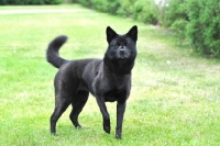 Picture of Champion Japanese Kai dog (aka Tora Inu, Kai Inu, Kai Ken)