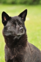 Picture of Champion Japanese Kai dog (aka Tora Inu, Kai Inu, Kai Ken)