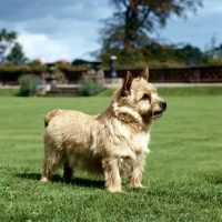Picture of champion jericho ginger nut, norwich terrier 
