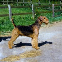Picture of champion jokyl gallipants, airedale on a leash