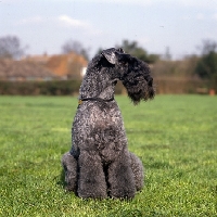 Picture of champion kerry blue terrier looking away