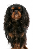 Picture of Champion King Charles Spaniel, front view