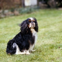 Picture of champion king charles spaniel sitting