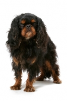 Picture of Champion King Charles Spaniel in studio
