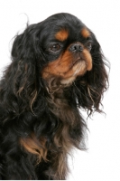 Picture of Champion King Charles Spaniel