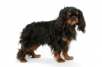 Picture of Champion King Charles Spaniel