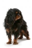 Picture of Champion King Charles Spaniel