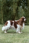 Picture of champion king charles spaniel