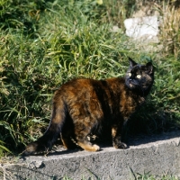 Picture of champion kita's dandelion, tortoiseshell short hair cat