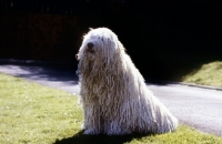 Picture of champion komondor sitting on grass