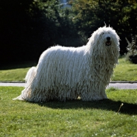 Picture of champion komondor standing on grass