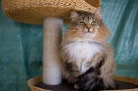 Picture of Champion Kronangens Lise Meitner sitting proudly on a scratch post