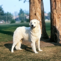 Picture of champion kuvasz in usa