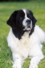 Picture of champion Landseer Newfoundland