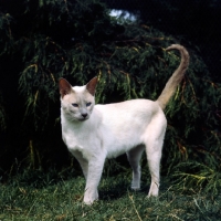 Picture of champion lilac point siamese cat 