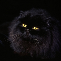 Picture of champion long hair black cat