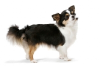Picture of Champion Longhaired Chihuahua (tri-colour)