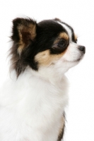 Picture of Champion Longhaired Chihuahua (tri-colour), profile