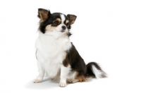 Picture of Champion Longhaired Chihuahua (tri-colour), sitting down