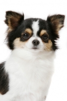 Picture of Champion Longhaired Chihuahua (tri-colour), portrait