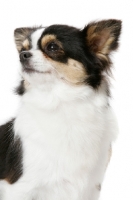 Picture of Champion Longhaired Chihuahua (tri-colour)