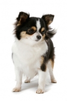 Picture of Champion Longhaired Chihuahua (tri-colour) in studio