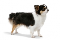 Picture of Champion Longhaired Chihuahua (tri-colour), side view