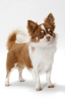 Picture of Champion Longhaired Chihuahua, standing in studio