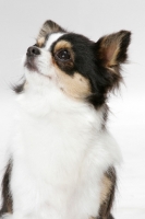 Picture of Champion Longhaired Chihuahua (tri-colour), looking up