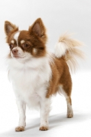 Picture of Champion Longhaired Chihuahua