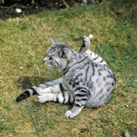 Picture of champion lowenhaus ferragus, silver spotted cat pauses during washing